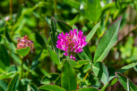 Wild red clover flower isolated Trifolium pratense, with green nature background - Powered by Adobe