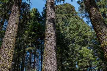 inus lambertiana (sugar pine or sugar cone pine) is the tallest and most massive pine tree and has the longest cones of any conifer. General Sherman Tree Trail, Sequoia National Park, California