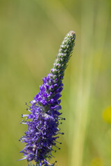 Veronica spicata spiked speedwell syn. Pseudolysimachion spicatum is a species of flowering plant...