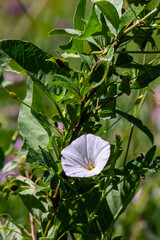 Field bindweed or Convolvulus arvensis European bindweed Creeping Jenny Possession vine herbaceous...