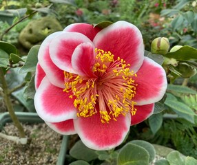 Camellia Flower, red, pink, and white flower, yellow pollen