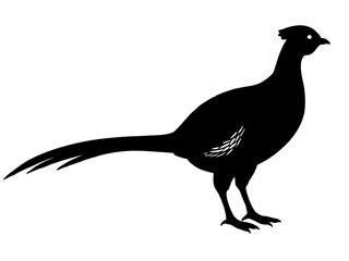 pheasant bird,pheasant black silhouette vector,on white background