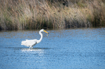 Obraz premium Great Egret with a fish in Coorong National Park , South Australia, Australia