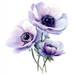 Naklejka premium Delicate lilac anemones in soft watercolor style