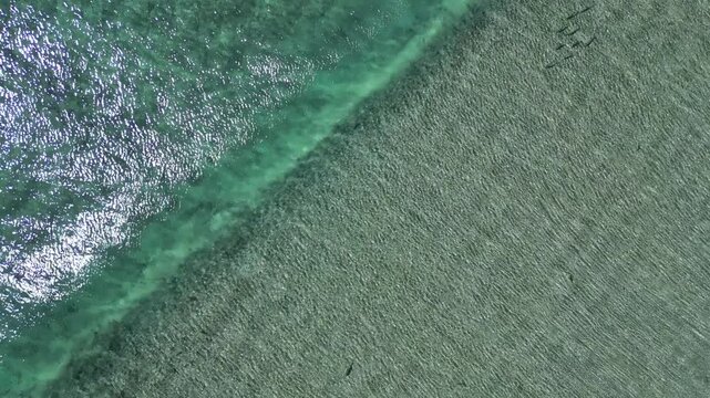 CARDUMEN DE PECES ROBALOS EN LA ORILLA DE LA PLAYA