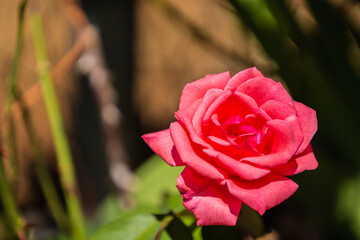 pink rose seen up close in the garden