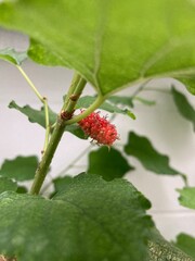 Red mulberry with green leaves, Antioxidant