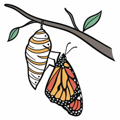 Butterfly emerging from chrysalis on a branch isolated on white background, change