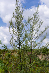 Obraz premium Artemisia vulgaris common mugwort allergen flowering