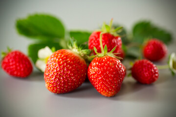 Bright ripe strawberries on a neutral gray surface