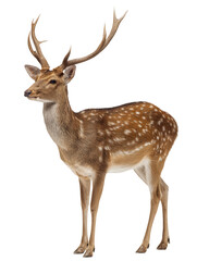 Obraz premium A majestic spotted deer with large antlers standing gracefully isolated on a transparent background