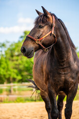 Obraz premium Horse on rural farm in open paddock. Scenic countryside with clear sky and green pasture. Great for themes like equestrian tourism, farm animals, and rural lifestyle.