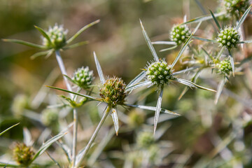 In the wild grows a thistle Eryngium Campestre, known as field eryngo. It is a species of Eryngium,...