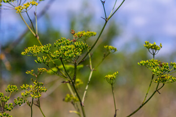 Close up of Wild Parsnip Pastinaca sativa yellow blossoms