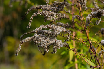Canadian goldenrod, cluster of small yellow flower heads, close up. Solidago canadensis or brendiae...