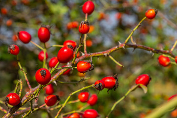 Red dog rose berries in autumn season. Many Red rosehip fruits and green leaves in sunny day