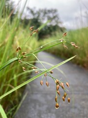 green grass and grass flowers with water droplets after the rain