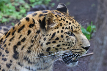 Obraz premium アムールヒョウ・旭山動物園（北海道・旭川市）