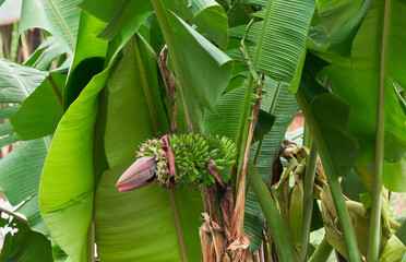 Developing banana inflorescence