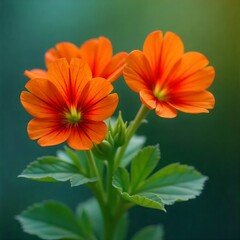  three vibrant orange nasturtium flowers with deep red petals and green leaves, created with generative ai