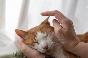 かわいい飼い猫を撫でる飼い主　茶トラ白	