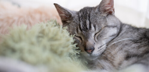 窓辺で眠る可愛い猫　サバトラ猫	