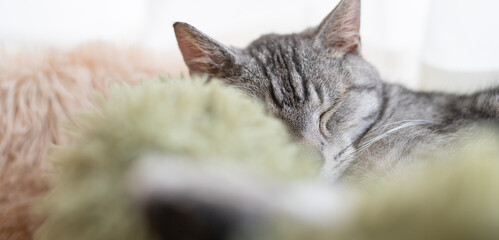 窓辺で眠る可愛い猫　サバトラ猫	