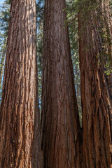 Sequoiadendron giganteum (giant sequoia, giant redwood, Sierra redwood or Wellingtonia) is a species of coniferous tree. General Sherman Tree Trail, Sequoia National Park, California. Sierra Nevada

