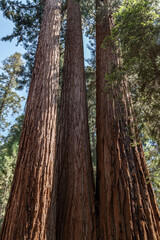 Obraz premium Sequoiadendron giganteum (giant sequoia, giant redwood, Sierra redwood or Wellingtonia) is a species of coniferous tree. General Sherman Tree Trail, Sequoia National Park, California. Sierra Nevada
