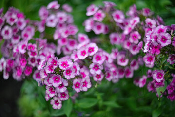 A beautiful flowering bush of pink paniculate phlox in the garden