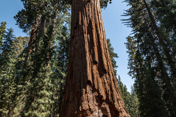 Sequoiadendron giganteum (giant sequoia, giant redwood, Sierra redwood or Wellingtonia) is a species of coniferous tree. General Sherman Tree Trail, Sequoia National Park, California. Sierra Nevada

