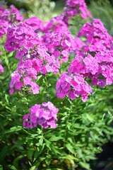 A beautiful flowering bush of pink paniculate phlox in the garden