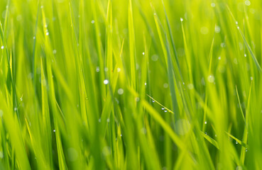 朝露に濡れる稲穂	