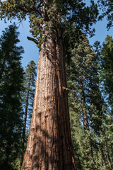 Fototapeta premium Sequoiadendron giganteum (giant sequoia, giant redwood, Sierra redwood or Wellingtonia) is a species of coniferous tree. General Sherman Tree Trail, Sequoia National Park, California. Sierra Nevada