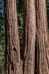 Sequoiadendron giganteum (giant sequoia, giant redwood, Sierra redwood or Wellingtonia) is a species of coniferous tree. General Sherman Tree Trail, Sequoia National Park, California. Sierra Nevada