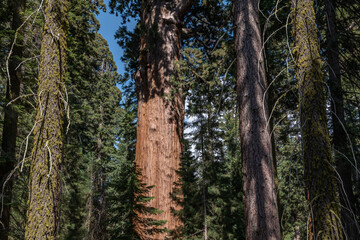 Sequoiadendron giganteum (giant sequoia, giant redwood, Sierra redwood or Wellingtonia) is a species of coniferous tree. General Sherman Tree Trail, Sequoia National Park, California. Sierra Nevada