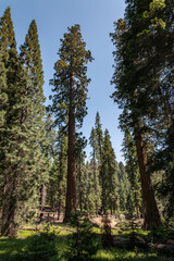Sequoiadendron giganteum (giant sequoia, giant redwood, Sierra redwood or Wellingtonia) is a species of coniferous tree. General Sherman Tree Trail, Sequoia National Park, California. Sierra Nevada