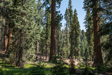 Sequoiadendron giganteum (giant sequoia, giant redwood, Sierra redwood or Wellingtonia) is a species of coniferous tree. General Sherman Tree Trail, Sequoia National Park, California. Sierra Nevada