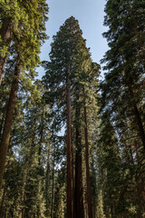 Sequoiadendron giganteum (giant sequoia, giant redwood, Sierra redwood or Wellingtonia) is a species of coniferous tree. General Sherman Tree Trail, Sequoia National Park, California. Sierra Nevada