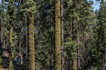 Letharia vulpina, commonly known as the wolf lichen, is a fruticose lichenized species of fungus in the family Parmeliaceae. General Sherman Tree Trail, Sequoia National Park, California. pine 

