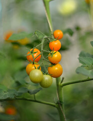 Cherry tomatoes on a vine in a greenhouse