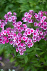 A beautiful flowering bush of pink paniculate phlox in the garden