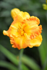 Beautiful yellow-orange daylily flowers