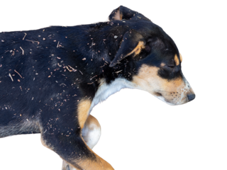 A black stray dog with dirt on its body is sleeping, high angle view on a white background.