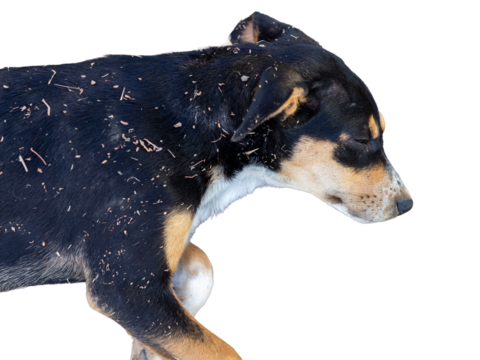 A black stray dog with dirt on its body is sleeping, high angle view on a white background.