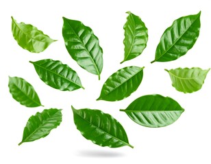 Lush green leaves, seemingly floating against a stark white backdrop, cast a subtle shadow