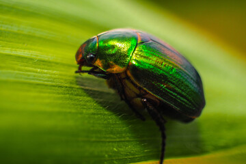 Green June beetle 