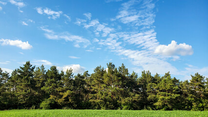 Obraz premium landscape with trees and blue sky wallpaper 