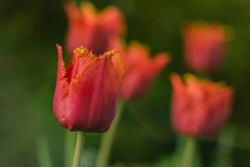 Obraz premium A bright red and yellow tulip in the garden