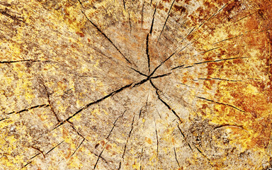 The resinous texture of a cut Brutian pine (Pinus brutia) as a background for design work